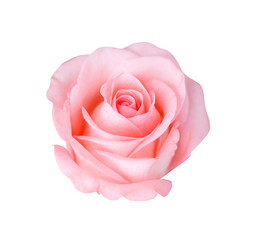 Pink rose isolated on white background, soft focus.