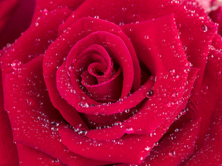 Closeup red rose flower with water dew drops 2