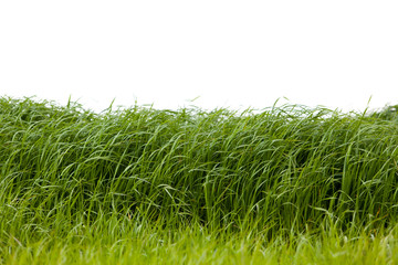 Wall Mural - grass isolated on white background.