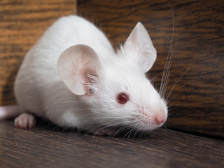 Wall Mural - The mouse sits in the empty closet. Rodent lived in the house. White mouse, red eyes, pink tail