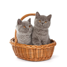 Pretty British Shorthair Blue Kitten In The Basket