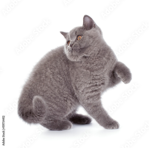 Pretty British Shorthair Blue Kitten Isolated On White Buy This