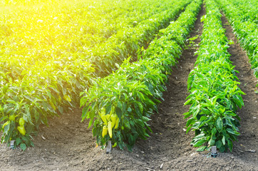 Wall Mural -  Peppers in a field with irrigation system and blue sky 