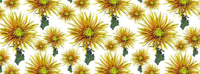 Wall Mural -  cover panorama green orange chrysanthemum flower pattern