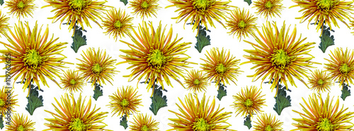 cover panorama green orange chrysanthemum flower pattern