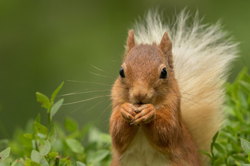 Wall Mural - close up of a red squirrel eating a nut with a green foliage background.