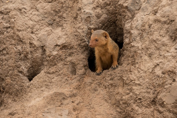 Wall Mural - mongoose emerging from it burrow taken in tanzania.
