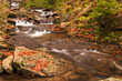 Autumn river with leaves