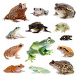 Different kind of frogs on white