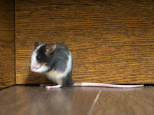 Gray Fluffy White Mouse Sitting On The Floor In The Room. Pink Legs, Big Ears And Whiskers. A Long Tail. Funny Animals