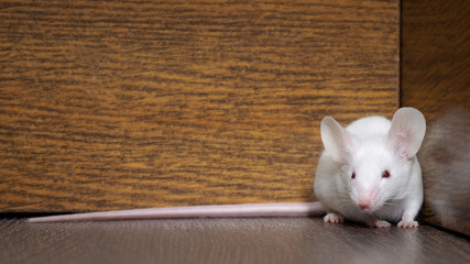 Wall Mural - White mouse with red eyes sitting on the floor. Very long pink tail rodent