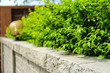 © sundaymorning - Brick wall and green leaf