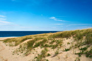 Sticker - Landscape with sand dunes at Cape Cod