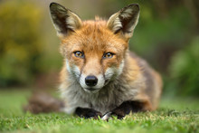Red Fox Eye Contact