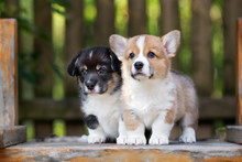Two Adorable Welsh Corgi Puppies Posing Together