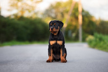 Rottweiler Puppy Posing Outdoors