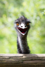 Portrait Of Young  Emu A Zoo.