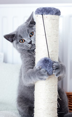 Wall Mural - Young cute cat scratching his claws on a scratcher.