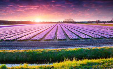 Sticker - Fields of blooming hyacinth flowers at sunrise.