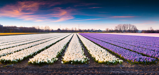 Sticker - Colorful sunrise with fields of blooming hyacinth flowers