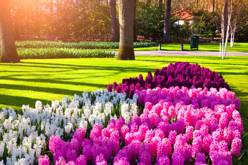 Sticker - Marvellous flowers in the Keukenhof gardens.