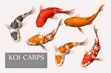 Set Of Koi Carps