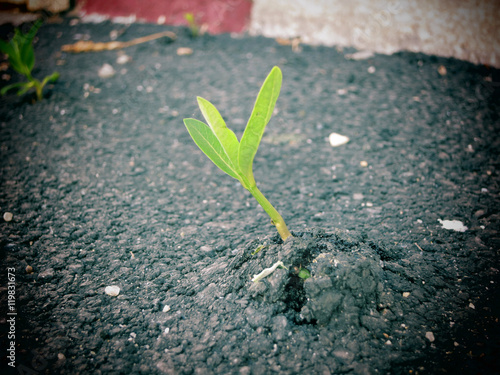 Fotografía A young plant growing through concrete pavement.