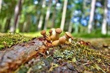 Macro Of Lycoperdon Mushrooms