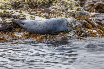 Atlantic Grey Seal looking