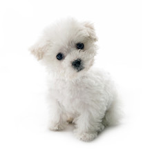 Cute Small Bichon Frise Puppy