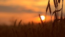 Wheat Ears On A Sunset