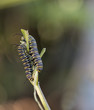 Pair of Monarch Caterpillars entwine atop Butterfly Weed, Portra