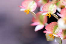 Raindrops On Rare Begoinia Blooms In MACRO