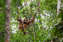 Female Orangutan With A Baby Hanging On A Tree In Semenggoh Nature Reserve, Sarawak, Borneo, Malaysia