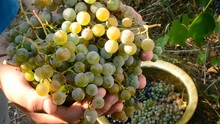 Grape Harvest. Closeup Of Human Hands Gathering Grapes