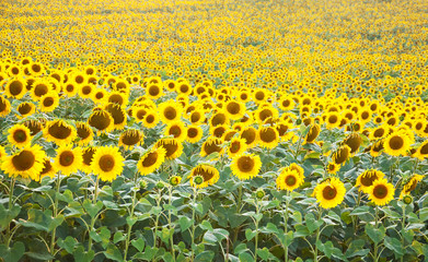 Wall Mural - Field with sunflowers