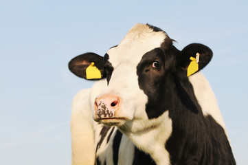 cattle standing  and looking in front of blue sky