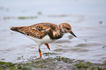 Ruddy Turnstone on the beach of Paracas Bay, Peru