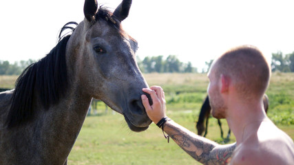  Young man with tatoo in hand stroking horse outdoors. Guy petting a horse in the field, he caresses the stallion. Love to the animals. Close-up