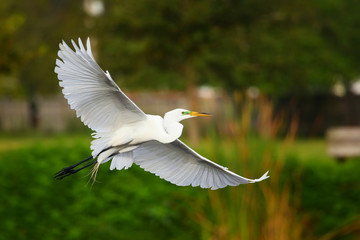 Great Egret (Ardea alba) in flight