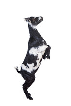 Funny Goat Standing On Its Hind Legs