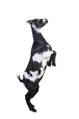 Wall Mural - Funny goat standing on its hind legs