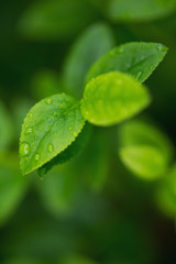 Wall Mural - leaf with water drops. natural abstract background