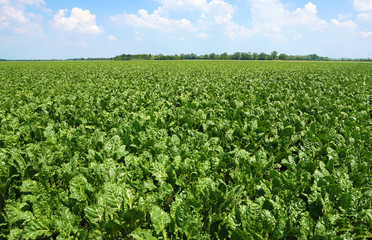 field of beets