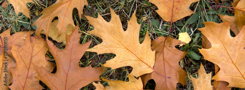autumn yellow dry oak