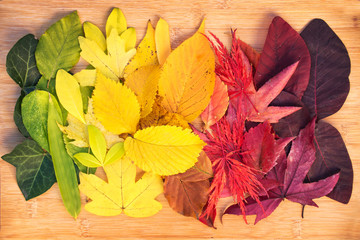 Wall Mural - Rainbow of colorful autumnal leaves, fall or thanksgiving colors