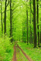Naklejka na meble Dirt Road through Natural Forest of Beech Trees in Early Spring, Fresh Green Leaves