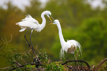 Great Egrets (Ardea Alba)