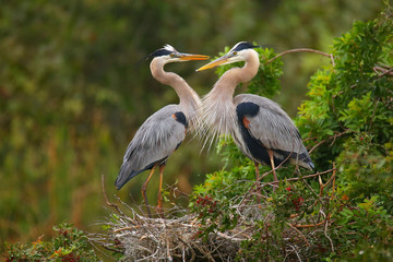 great blue herons standing in the nest. it is the largest north