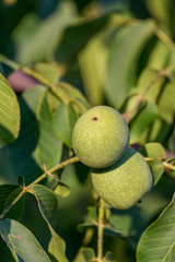 Wall Mural - Walnut on a tree branch ripens for harvest. Authentic farm series.